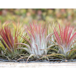 Tillandsia ionantha rubra