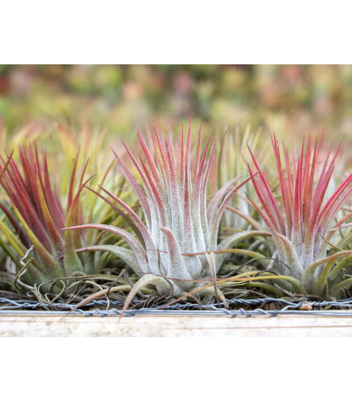 い*る様 Tillandsia Ionantha Domingo's Strip Tillandsia ionantha