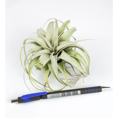 Tillandsia argentea