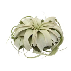 Tillandsia xerographica bonsai