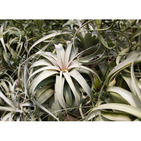 Tillandsia argentea