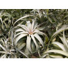 Tillandsia argentea