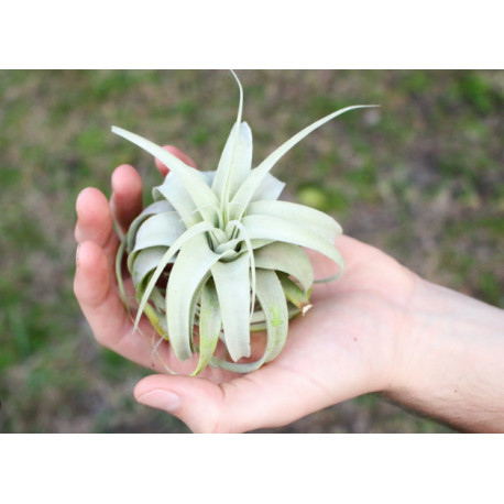 Tillandsia argentea