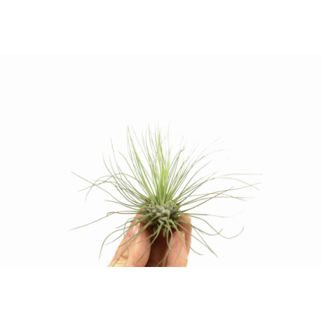 Tillandsia argentea