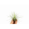 Tillandsia argentea