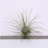 Tillandsia argentea