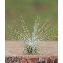 Tillandsia argentea