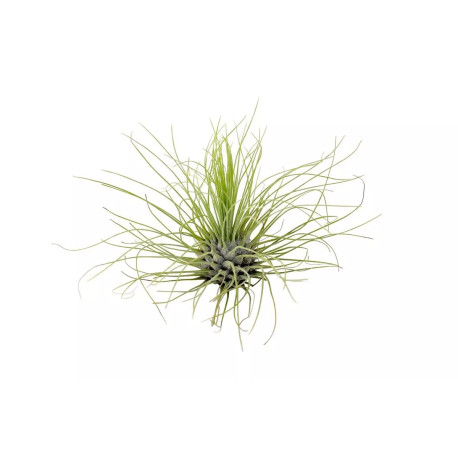 Tillandsia argentea