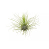 Tillandsia argentea