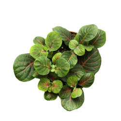 Fittonia verschaffeltii 'Fortissimo'