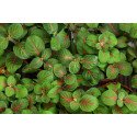 Fittonia verschaffeltii 'Fortissimo'