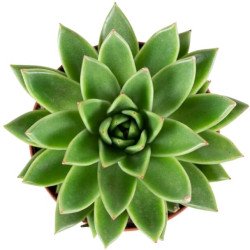 Echeveria Agavoides