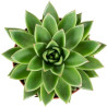 Echeveria Agavoides