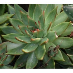 Echeveria Agavoides