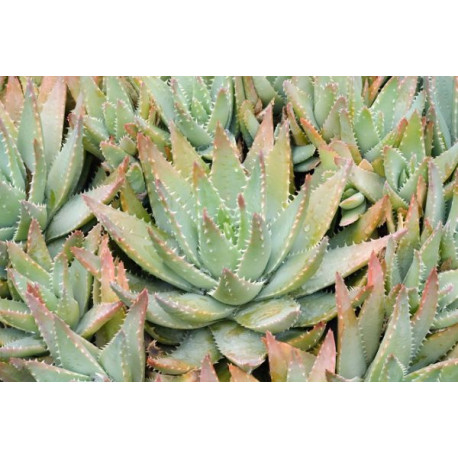 Aloe brevifolia