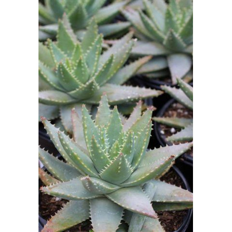 Aloe brevifolia