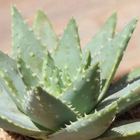 Aloe brevifolia