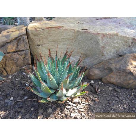 Aloe brevifolia