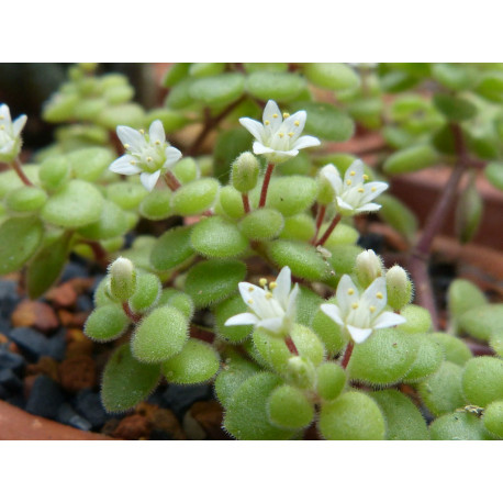 Crassula expansa subsp. fragilis