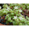 Crassula expansa subsp. fragilis