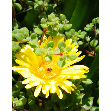 Crassula expansa subsp. fragilis