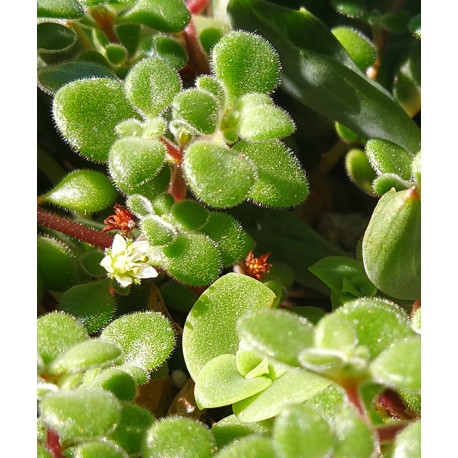 Crassula expansa subsp. fragilis