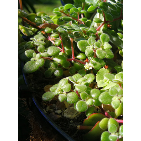 Crassula expansa subsp. fragilis