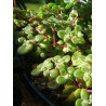 Crassula expansa subsp. fragilis