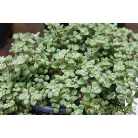 Crassula expansa subsp. fragilis