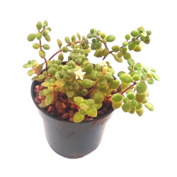 Crassula expansa subsp. fragilis