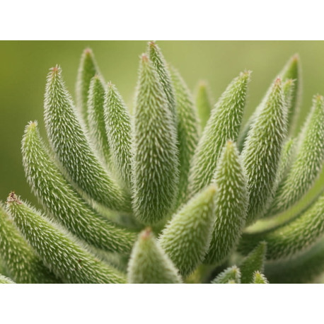 Crassula Mesembryanthemoides