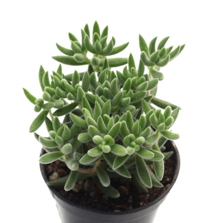 Crassula Mesembryanthemoides