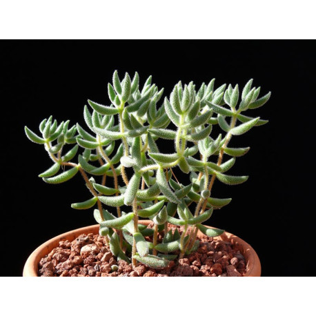 Crassula Mesembryanthemoides