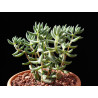 Crassula Mesembryanthemoides