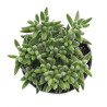 Crassula Mesembryanthemoides