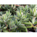 Crassula Mesembryanthemoides