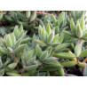 Crassula Mesembryanthemoides