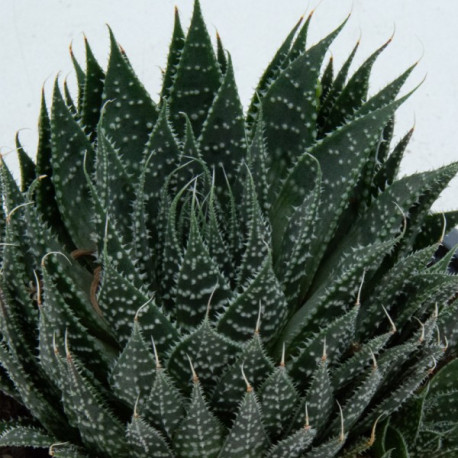 Haworthia aristata