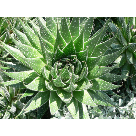 Haworthia aristata