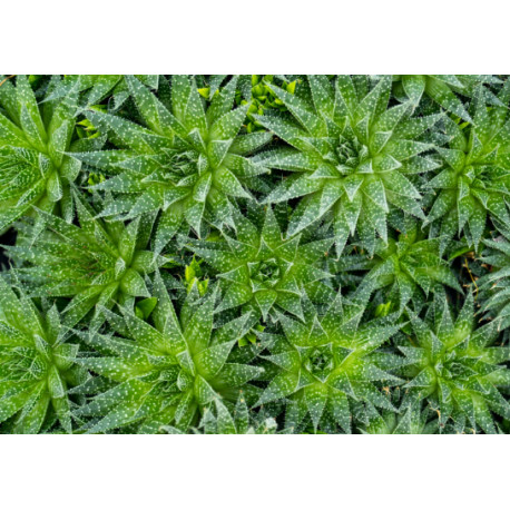 Haworthia aristata