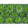 Haworthia aristata
