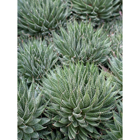 Haworthia aristata