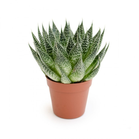 Haworthia aristata