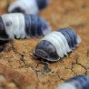 Isópodes Cubaris sp. - Panda King