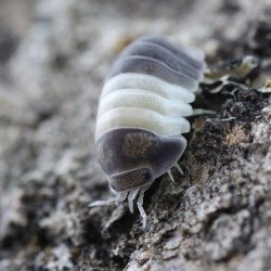 Isópodes Cubaris sp. - Panda King