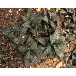 Haworthia Venosa subsp. Tessellata