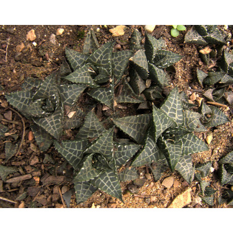 Haworthia Venosa subsp. Tessellata