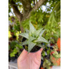 Haworthia Venosa subsp. Tessellata