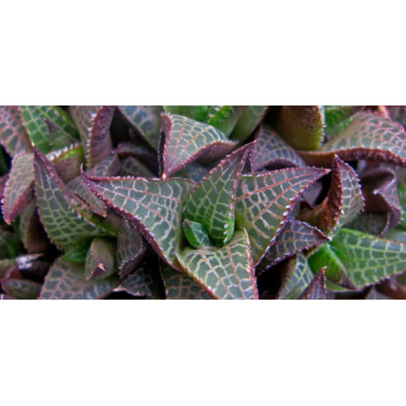 Haworthia Venosa subsp. Tessellata