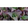 Haworthia Venosa subsp. Tessellata